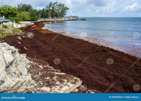 Sargassum Seaweed