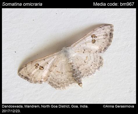 Somatina omicraria (Fabricius, 1798) - | Moths