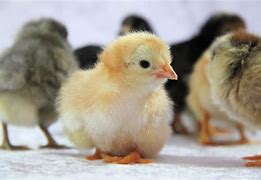 Image result for Spring Baby Animals Chicks