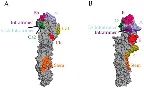 Next-Generation Influenza HA Immunogens and Adjuvants in Pursuit of a ...