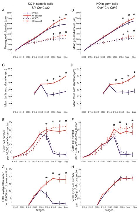 N-Cadherin Is Critical for the Survival of Germ Cells, the Formation of ...
