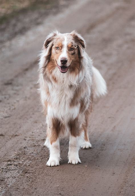 Red Merle Australian Shepherd