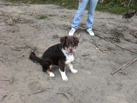 australian shepherd in berlin | Tiere | Kleinanzeigen