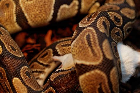 Image result for Ball Python Eating Chicken