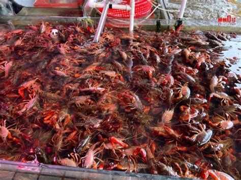 日本6月1日起禁止出售小龙虾 这玩意在中国根本不够吃 - 哔哩哔哩