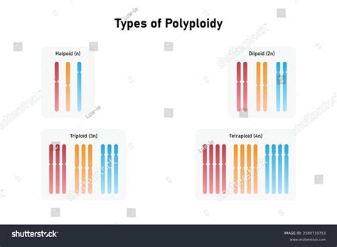 Types Polyploidy Chromosomes Science Design Vector Stock Vector ...