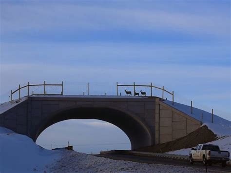21 Amazing Animal Bridges Across The World That Save Thousands Of ...