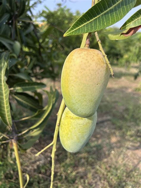 ASD Orchards | Naturally Ripened Mangoes – Delhi NCR