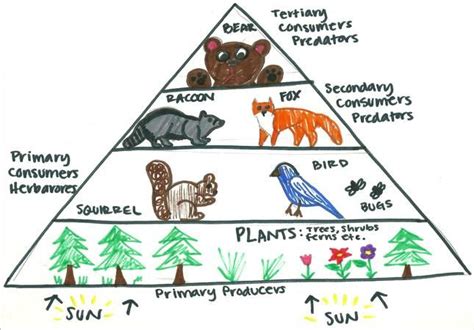 Image result for Energy Pyramid Examples
