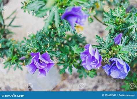 Purple Hibiscus Plant Outdoor in Sunny Backyard Stock Image - Image of ...