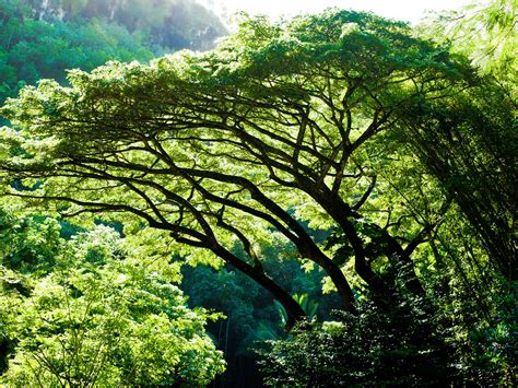 Image result for T-Tree