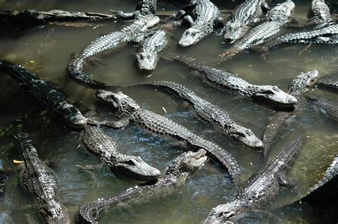 Free Images : water, nature, swamp, animal, wildlife, wild, zoo, green, jungle, tropical ...