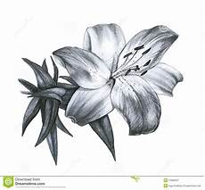 disegni di fiori a matita pencil drawing stock illustration illustration of disegni di fiori a matita pencil drawing stock illustration illustration of