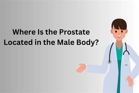 Where Is the Prostate Located? | Prostate Health Guide