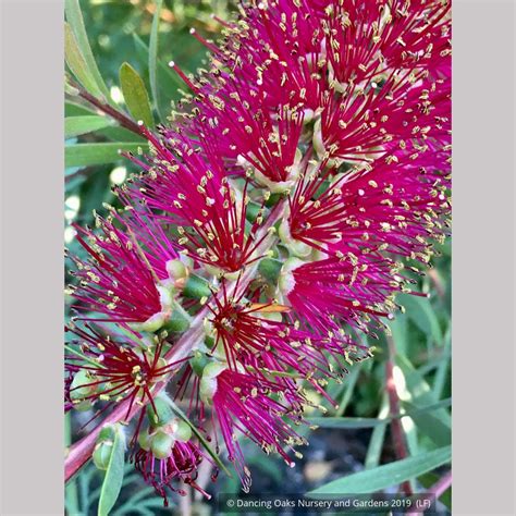 Callistemon pallidus 'Eleanor', Bottlebrush – Dancing Oaks Nursery and ...