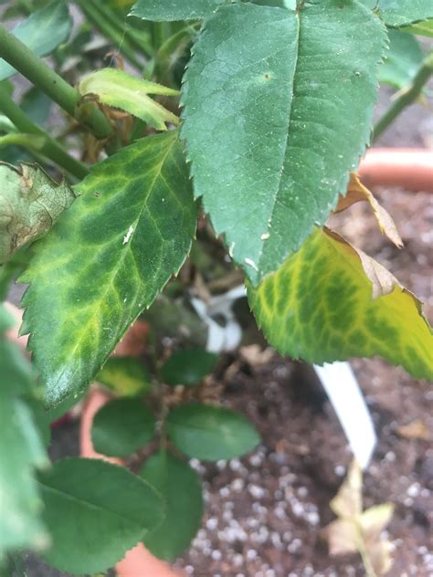 Potted Rose Bush Yellow Leaves at Elizabeth Woolsey blog
