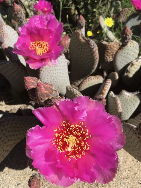 Beavertail Cactus Opuntia Species