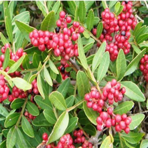 Natural Herbal Extracts - Cissus Quadrangularis Trader - Retailer from ...