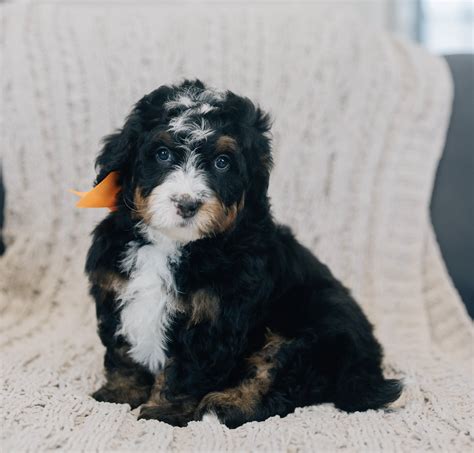 Current Bernedoodle Puppy Litters — Rocky Road Doodles