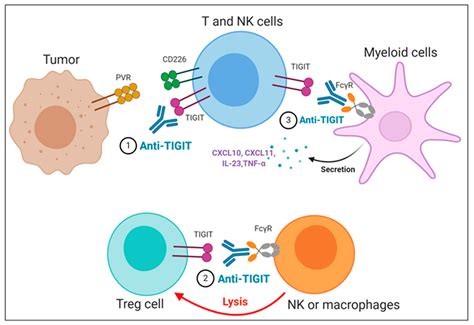 TIGIT/CD226 Axis Regulates Anti-Tumor Immunity