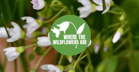 Where the Wildflowers Are: Hidden Oaks Preserve, Hidden Oaks Nature ...