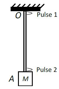 A block M hangs vertically at the bottom end of a uniform rope of ...