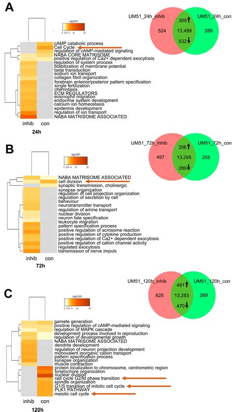 JNK Signalling Regulates Self-Renewal of Proliferative Urine-Derived ...