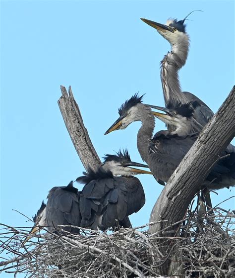Great blue heron fledglings will soon take flight at Sterling Nature ...