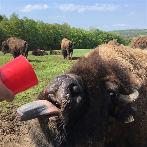 Hidden Valley Animal Adventure (Varysburg): All You Need to Know