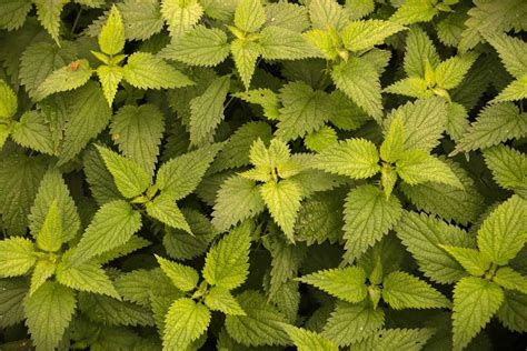 Can Chickens Eat Nettle? An In-Depth Guide