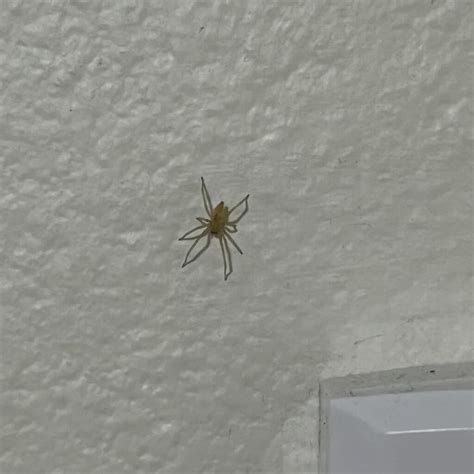 What Are Those White Spiders in My Home & How to Handle Them