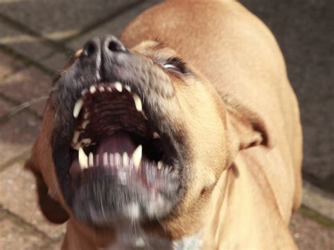 Pitbull Showing Teeth