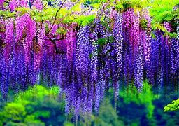 Image result for Wisteria Rabbit Background