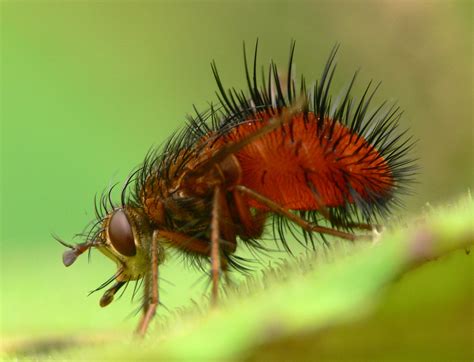 Do Flies Really Throw Up When They Land on Your Food?
