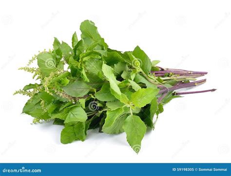 Holy Basil or Tulsi Leaves Isolated on White Background Stock Image - Image of home, medical ...