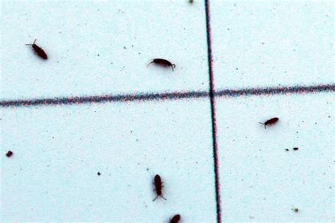 Springtails in nurseries - MSU Extension