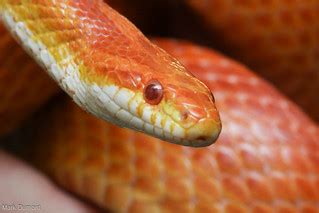 Snake App Download 的图像结果