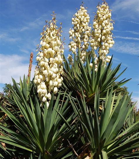Yucca recurvifolia Soft leaf Yucca 5-10'H 3-4'W Zone 7 | Yucca plant ...