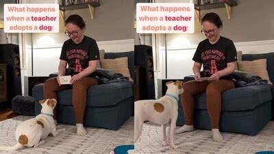 Dog ‘reads’ tricks from cards and performs them. Watch | Trending