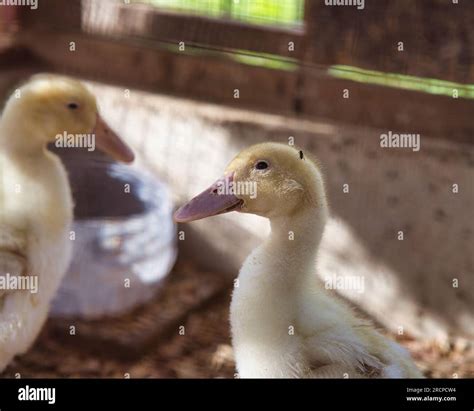 Ducks in cage at a farm on Mahe,Seychelles Stock Photo - Alamy