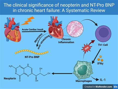 The clinical significance of neopterin and NT-pro BNP in chronic heart failure: a systematic ...