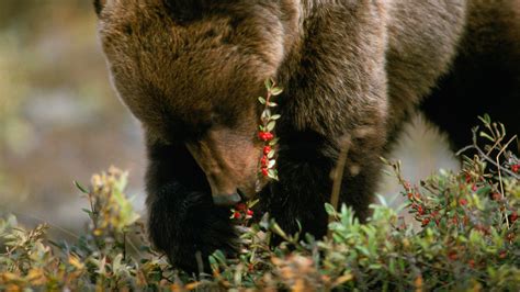 The Bears and the Berries - Grizzly bear conservation and protection