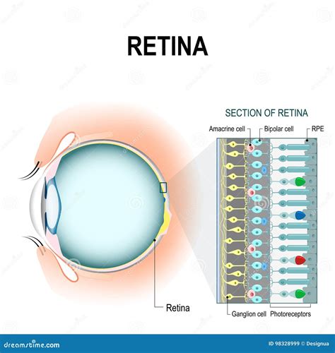 Retinal Cells: Rod and Cone Cells Stock Vector - Illustration of ...