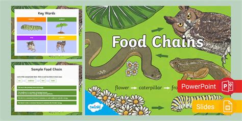 Food Chains PowerPoint | Life Science | Twinkl USA - Twinkl