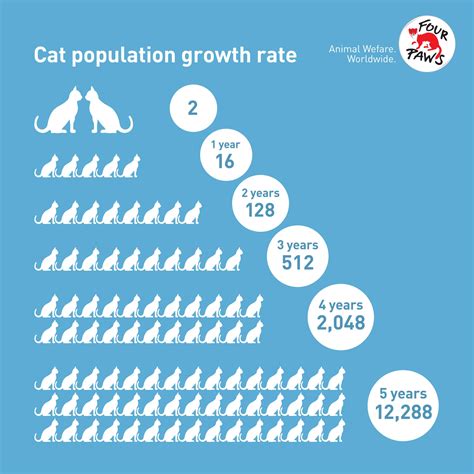 Spring Is Here – And It’s Mating Time for Cats - FOUR PAWS ...