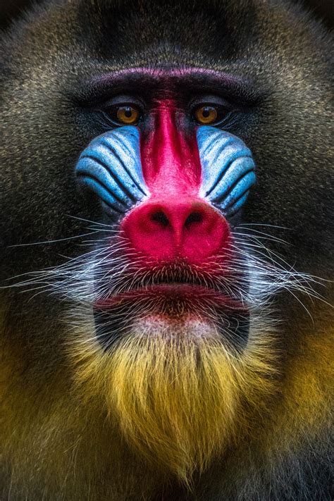 Image result for Colorful Primates