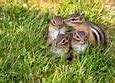 Image result for Cute Animals with Spring Flowers