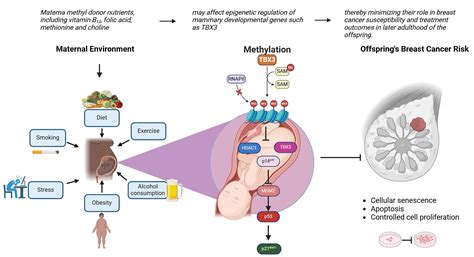 Fetal Mammary Gland Development and Offspring’s Breast Cancer Risk in ...