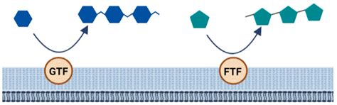 Exopolysaccharides of Lactic Acid Bacteria: Production, Purification ...