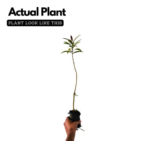 Neermaruthu / Terminalia arjuna Medicinal Live Plant (Home & Garden ...